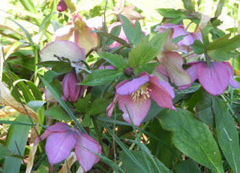 190422_helleborus1.jpg