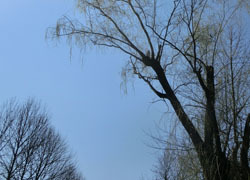 190422_s_yanagi1.jpg