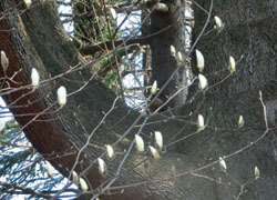 190423_h_mokuren.jpg