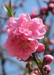 190424_hanamomo4.jpg