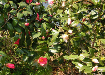 190424_tubaki1.jpg