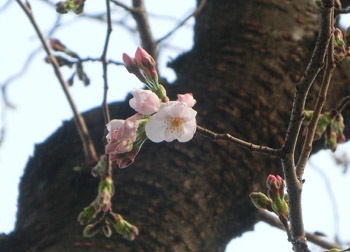 190429_sakura2.jpg