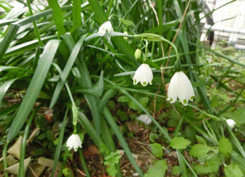 190429_snowflake2.jpg
