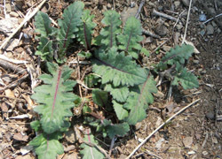 190502_nohara_a.jpg