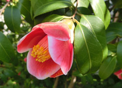 190506_tubaki2.jpg