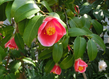190506_tubaki4.jpg