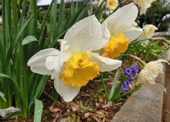 190510_suisen.jpg