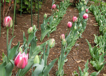 190510_tulip1.jpg