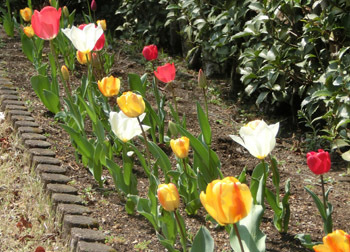 190510_tulip2.jpg