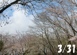 190512_sakura01.jpg