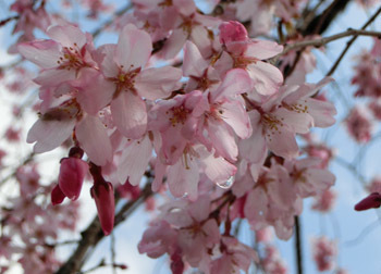 190512_sakura05.jpg