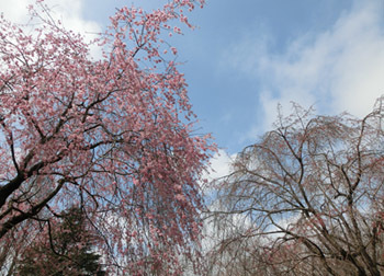 190512_sakura07.jpg