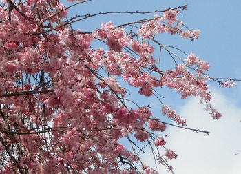 190512_sakura08.jpg