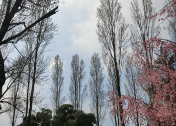 190512_sakura10.jpg