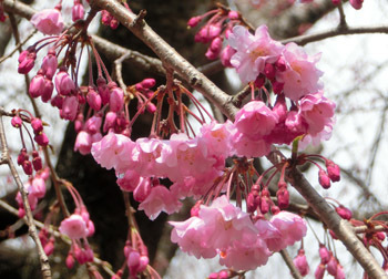 190512_sakura11.jpg