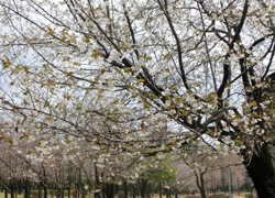 190512_sakura12.jpg