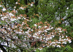190512_sakura15.jpg