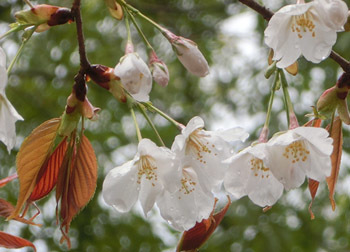 190512_sakura16.jpg