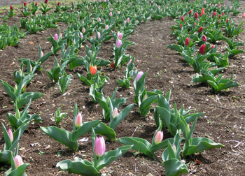 190512_tulip2.jpg