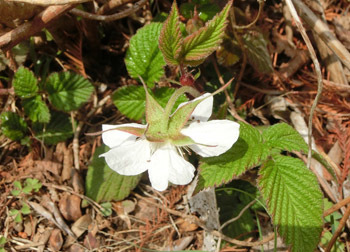 190515_kusaitigo1.jpg