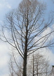 190515_metasequoia.jpg