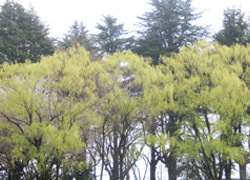 190515_s_yanagi1.jpg
