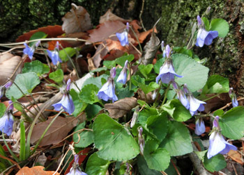 190515_tatitubo_s2.jpg