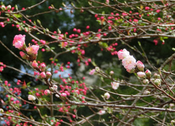190517_genpei_m1.jpg