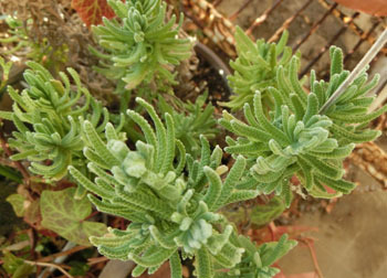 190519_f_lavender.jpg