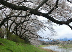 190523_sakura5.jpg