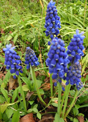 190524_muscari.jpg