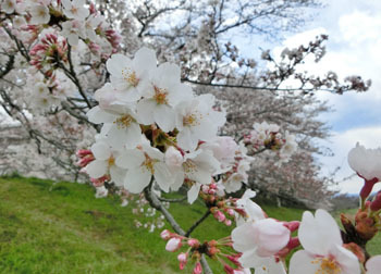 190524_sakura2.jpg