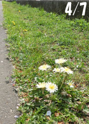 190604_s_tanpopo1.jpg