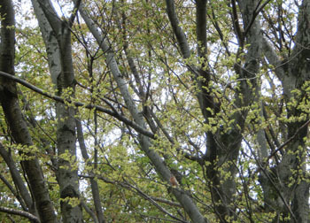 190611_enoki2.jpg