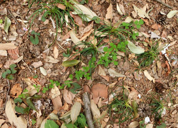 190614_nawasiro_i1.jpg