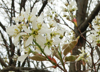 190616_juneberry3.jpg