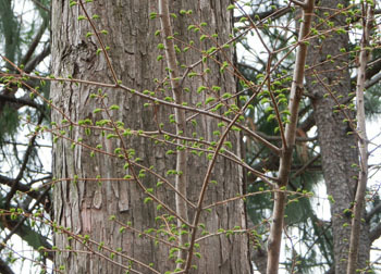 190616_metasequoia.jpg