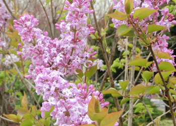 190617_lilac1.jpg