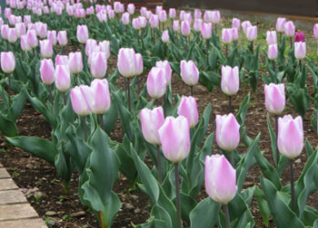 190618_tulip2.jpg