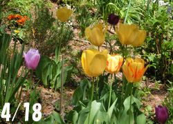 190624_tulip1.jpg