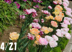 190627_botan_tulip1.jpg