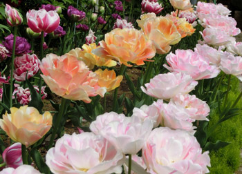 190627_tulip1.jpg