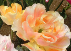 190627_tulip2.jpg