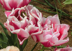 190627_tulip3.jpg