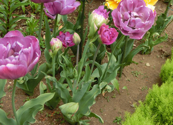 190628_tulip10.jpg