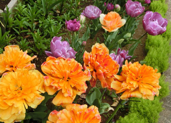 190628_tulip7.jpg