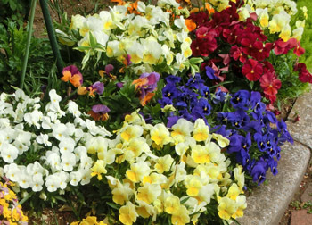 190628_viola.jpg