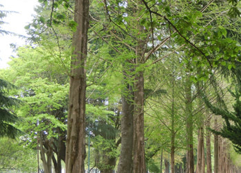 190630_metasequoia.jpg