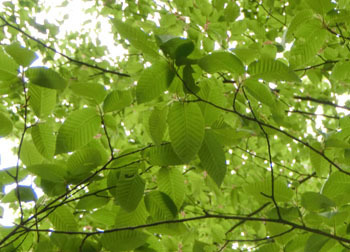 190701_kumaside.jpg