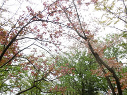 190704_yaezakura08.jpg
